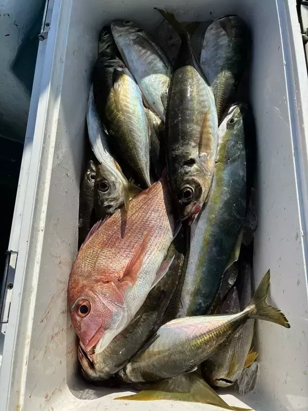 「【釣果速報】和歌山県良栄丸で人気魚種マダイ・ハマチ・マアジを制覇！！船長の機転と手腕で一日大興奮の釣行に！」の画像