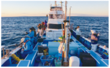 50cmオーバーの大型＋シロアマダイも！相模湾のアマダイ佳境