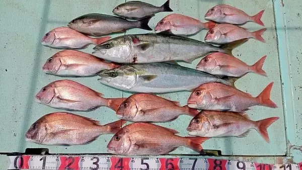 【釣果速報】和歌山県海斗丸でタイ・メジロ・イサギと人気魚種続々ゲット！いろいろな魚との出会いを楽しみたい人は即予約を！
