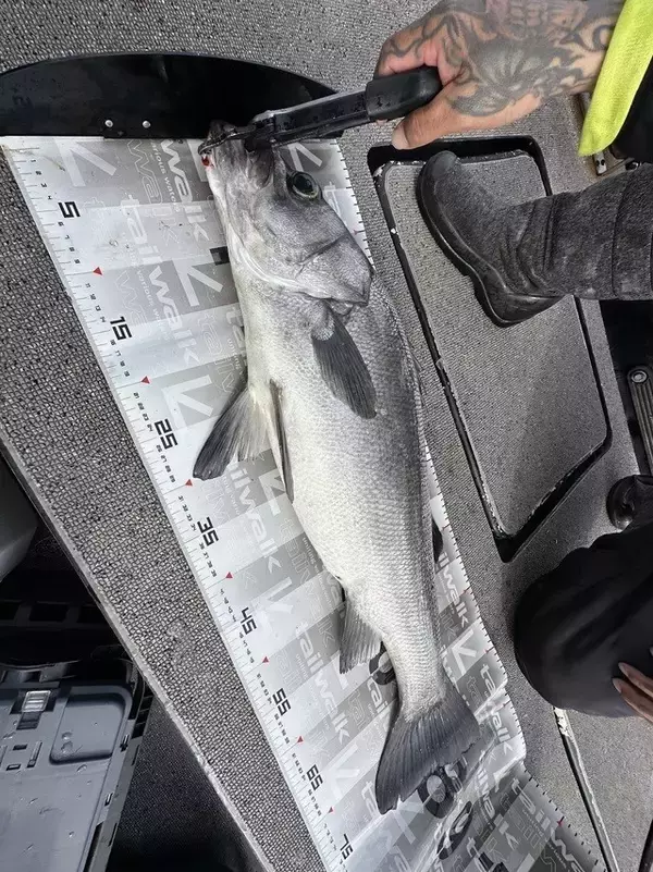 「【釣果速報】福岡県遊漁船MASAで80cmのヒラスズキGET！あなたも今すぐ自己最高記録を更新しに行こう！」の画像