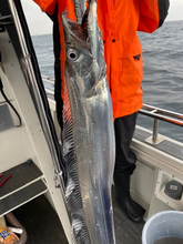 【釣果速報】広島県芳丸でタチウオホイホイの無双モード突入！頼れる船長のもとで憧れのターゲットを釣ろう！