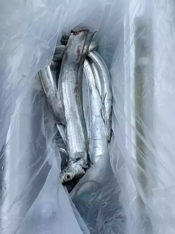 「【釣果速報】広島県芳丸でタチウオホイホイの無双モード突入！頼れる船長のもとで憧れのターゲットを釣ろう！」の画像