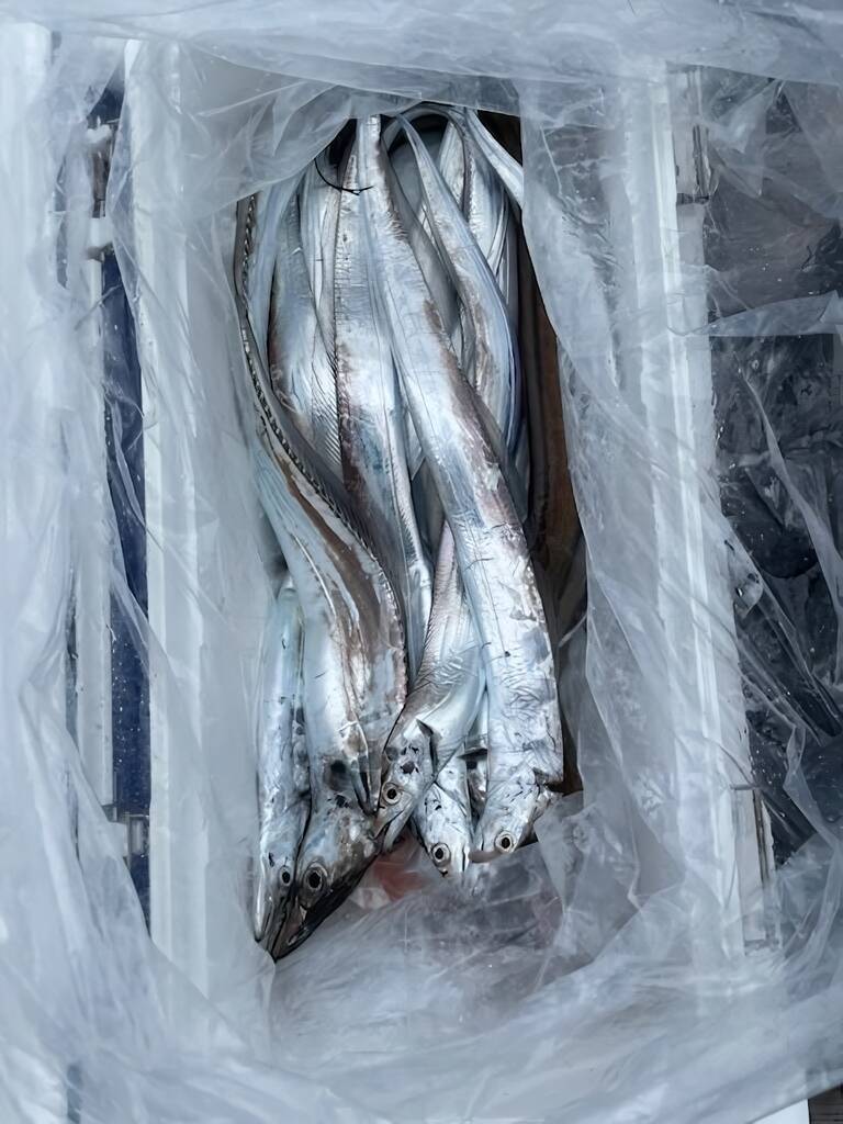 【釣果速報】広島県芳丸でタチウオホイホイの無双モード突入！頼れる船長のもとで憧れのターゲットを釣ろう！