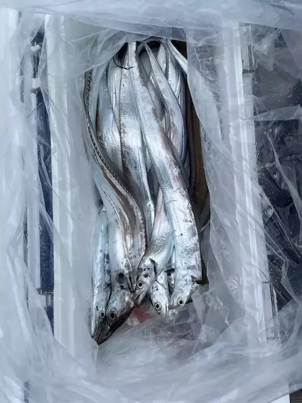 「【釣果速報】広島県芳丸でタチウオホイホイの無双モード突入！頼れる船長のもとで憧れのターゲットを釣ろう！」の画像