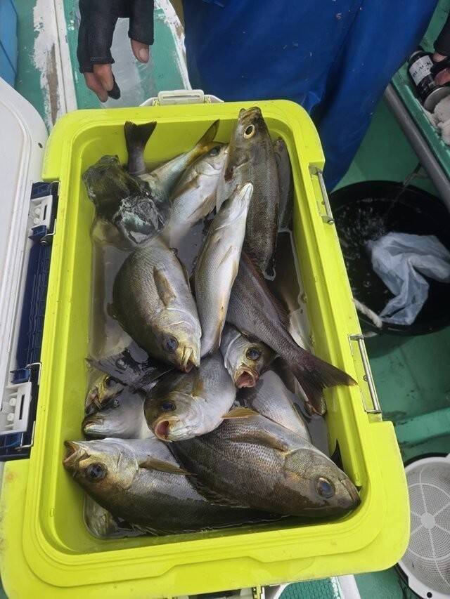 【釣果速報】神奈川県瀬戸丸でイサキ一日好調！50匹前後の好釣果を出す釣り客多数！あなたも記録更新を狙ってみませんか？