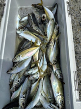 【釣果速報】千葉県勘次郎丸でアジ＆カマス絶好調！TOP69匹&59匹！アジ＆カマスの引きを味わえ！