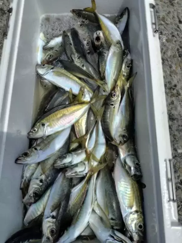 【釣果速報】千葉県勘次郎丸でアジ＆カマス絶好調！TOP69匹&59匹！アジ＆カマスの引きを味わえ！