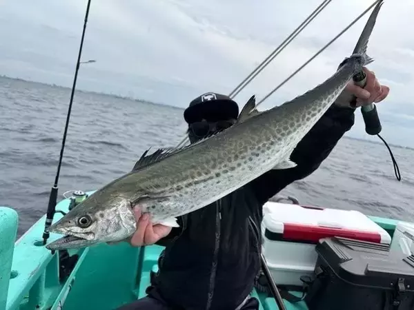 「【釣果速報】千葉県守山丸で87cmサワラ＆90cmのタチウオGET！一度体感するとクセになる引きの強さをぜひ味わって！」の画像