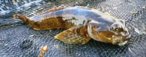 カジカってどんな魚か知ってる？清流に棲む生態や釣り方に迫ってみた