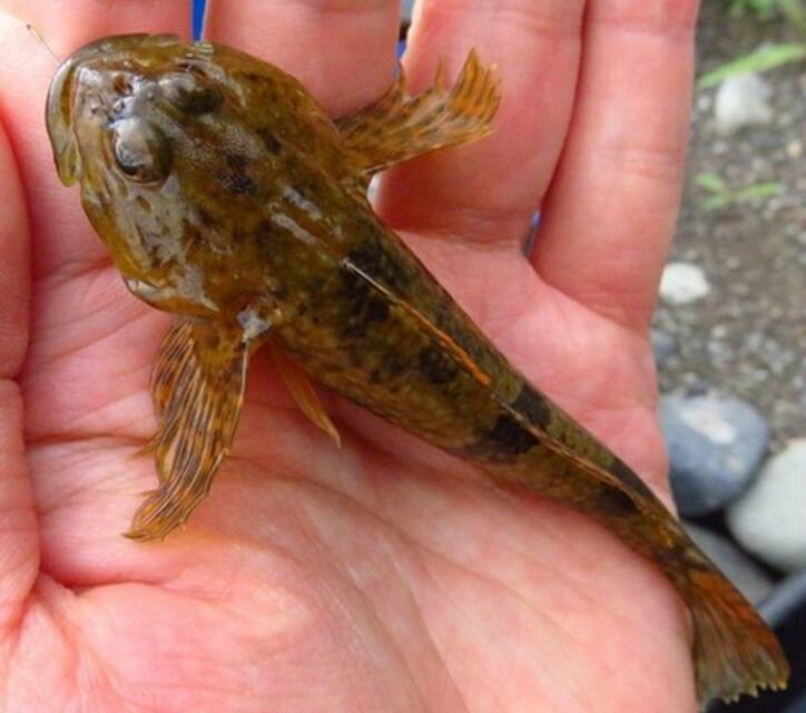 カジカってどんな魚か知ってる？清流に棲む生態や釣り方に迫ってみた