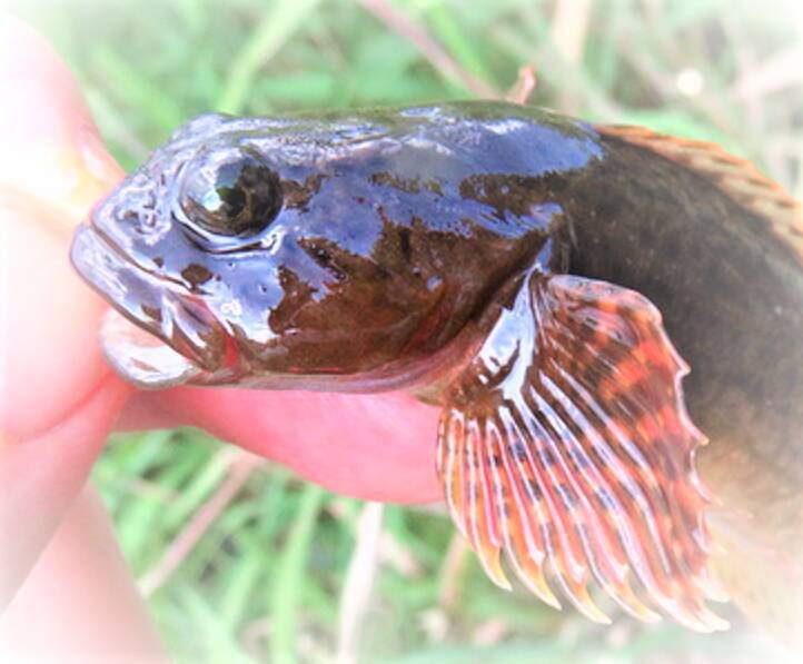 カジカってどんな魚か知ってる？清流に棲む生態や釣り方に迫ってみた