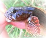 「カジカってどんな魚か知ってる？清流に棲む生態や釣り方に迫ってみた」の画像7