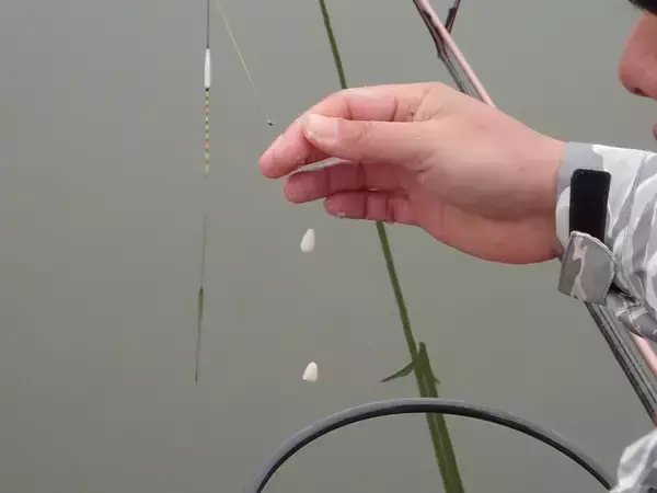 「がまへらテスター・土屋ナオトが愛竿「がまへら千早」を駆使して、厳寒期の奈良・寺口つり池で、両グルテンの入れ食いモード」の画像