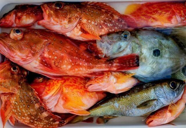 【釣果速報】神奈川県愛正丸でアジ、ヒラメ、カンコなど海の人気者を次々GET！多種多様な魚と出会いたいなら今すぐ乗船を！