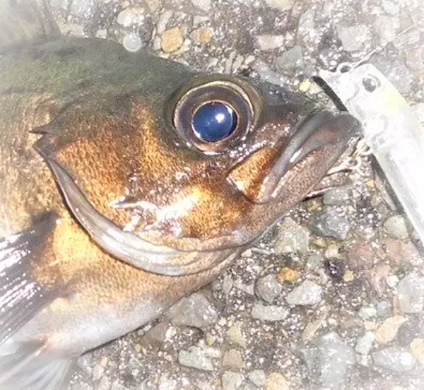 「冬の堤防で釣れる魚ってどれなの？おすすめの釣り方特集」の画像