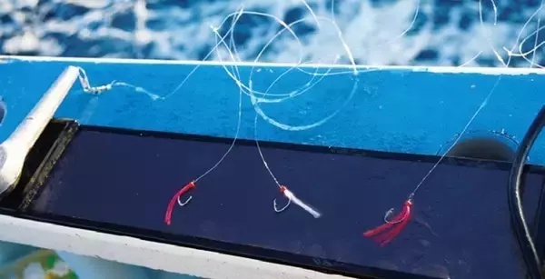 「大型増で脂乗り最高！勝浦沖の寒サバ好期突入」の画像