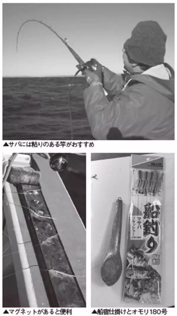 「大型増で脂乗り最高！勝浦沖の寒サバ好期突入」の画像