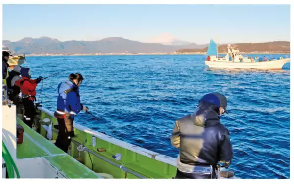 相模湾に春の訪れを告げる 期間限定カマス好調スタート