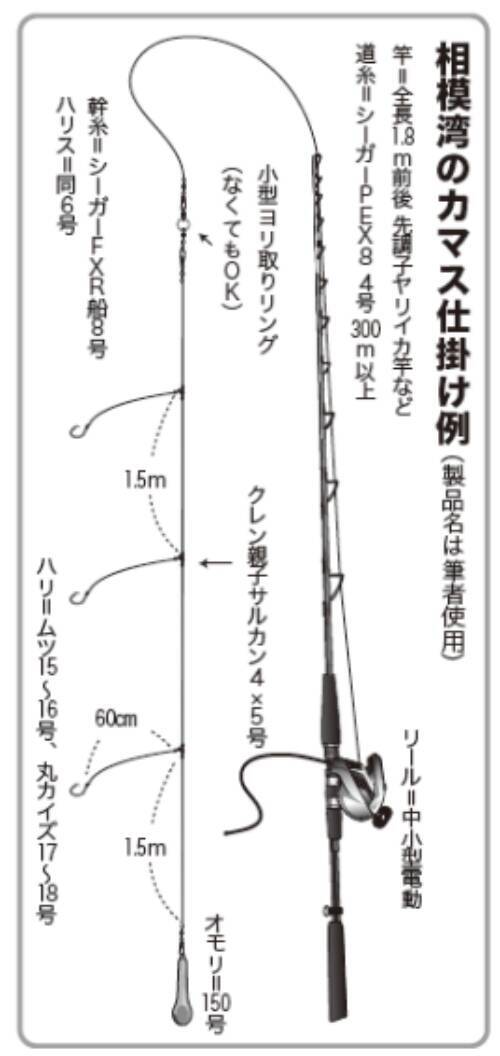 相模湾に春の訪れを告げる 期間限定カマス好調スタート