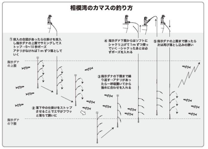 相模湾に春の訪れを告げる 期間限定カマス好調スタート