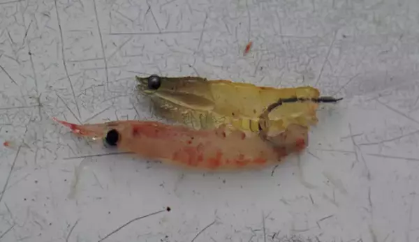 「色違いのタイは好調も本命苦戦 ラストに二人に何かが起こる!?」の画像