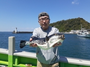 【釣果速報】千葉県利八丸でトラフグが絶好調！4.80kgのジャンボサイズも上がってます！