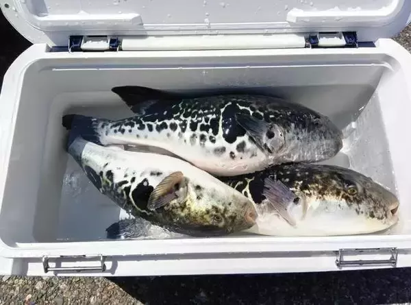 「【釣果速報】千葉県利八丸でトラフグが絶好調！4.80kgのジャンボサイズも上がってます！」の画像