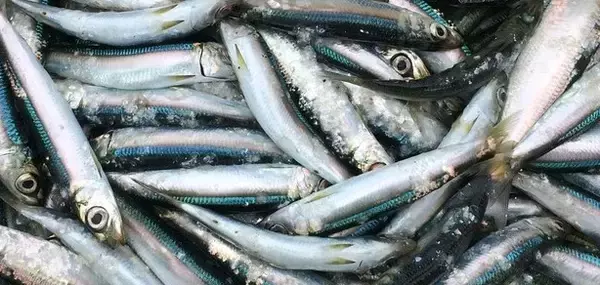 「ウルメイワシってどんな魚か知ってる？習性や釣り方＋食べ方特集！」の画像