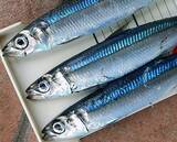 「ウルメイワシってどんな魚か知ってる？習性や釣り方＋食べ方特集！」の画像5