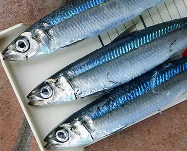 「ウルメイワシってどんな魚か知ってる？習性や釣り方＋食べ方特集！」の画像