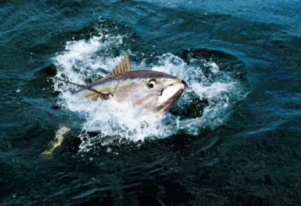 「激アツ反応てんこ盛り！相模湾のキハダモンスターシーズンへ」の画像