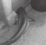 「ゲスト多彩で食い活発　小名浜沖のアカムツ好調」の画像1