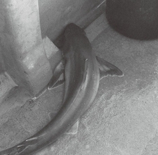 ゲスト多彩で食い活発　小名浜沖のアカムツ好調