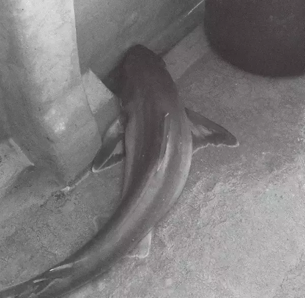 ゲスト多彩で食い活発　小名浜沖のアカムツ好調