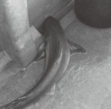 ゲスト多彩で食い活発　小名浜沖のアカムツ好調