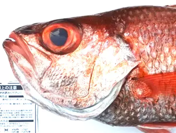 「アカムツの釣り方ってどうすればいいの？超高級魚の食べ方もチェック」の画像