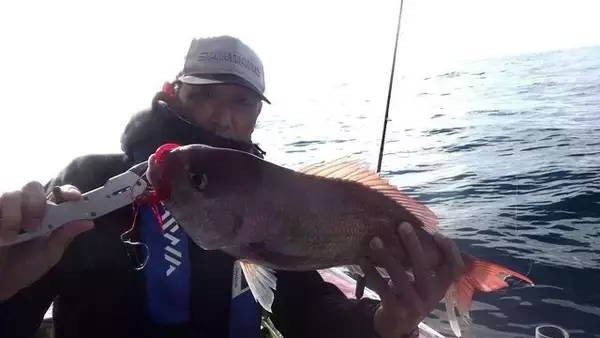 【釣果速報】新潟県光洋丸のディープタイラバ船は朝イチから好調！数も型も楽しめる大満足の釣行に！大物狙うなら今すぐ乗船して！