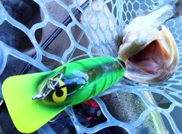 「ダーターの使い方を知りたい！シンプルデザインのトップウォータールアー」の画像