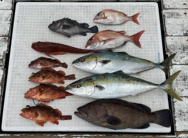 【釣果速報】茨城県BLUE DRAGONでイナダの食い良好！トップは2.70kg！青物の引きを存分に楽しみたいなら即予約を！