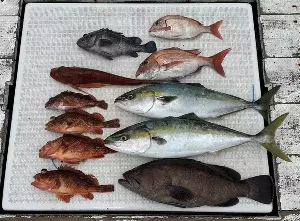 「【釣果速報】茨城県BLUE DRAGONでイナダの食い良好！トップは2.70kg！青物の引きを存分に楽しみたいなら即予約を！」の画像