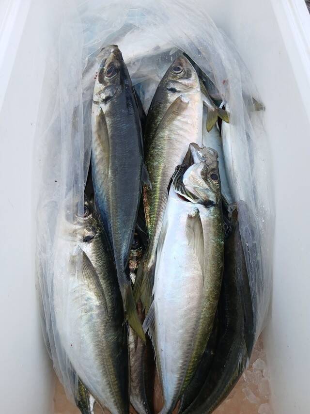 【釣果速報】静岡県SHINSEIMARUでマアジGET！最大42cm！好調のうちに乗船予約を！