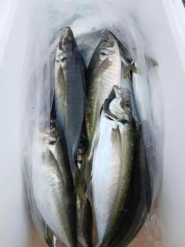 「【釣果速報】静岡県SHINSEIMARUでマアジGET！最大42cm！好調のうちに乗船予約を！」の画像