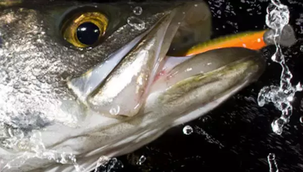 「海釣り用ルアーの選び方！人気メーカーのおすすめミノー・ジグ・ワームなどを徹底チェック」の画像