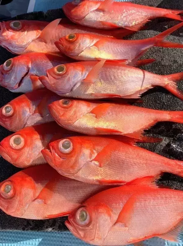 「【釣果速報】神奈川県愛正丸で40cm超えの巨大キンメゲット！あなたも真っ赤な海の宝石を捕まえに行きませんか？」の画像