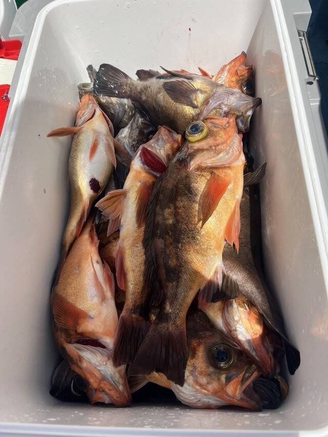 【釣果速報】茨城県幸栄丸カサゴ船は船長厳選のポイントがどこも大当たり！30cmの良型もキャッチ！釣果にこだわる人は乗船一択！