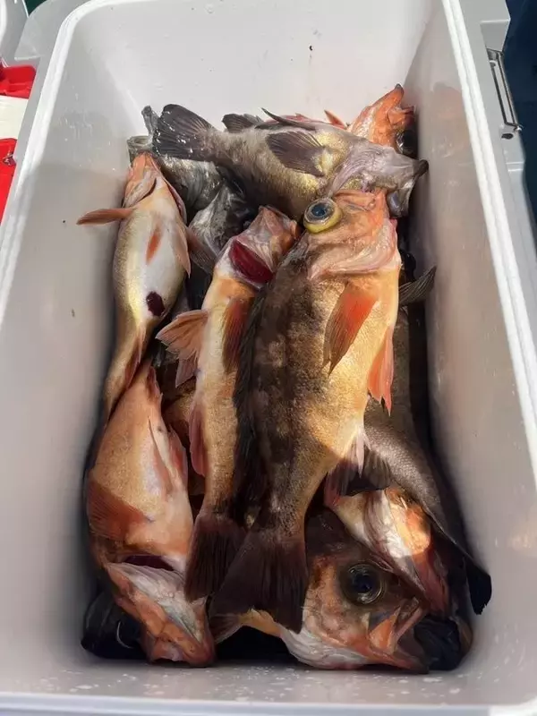 「【釣果速報】茨城県幸栄丸カサゴ船は船長厳選のポイントがどこも大当たり！30cmの良型もキャッチ！釣果にこだわる人は乗船一択！」の画像