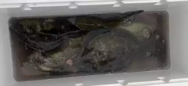 【釣果速報】神奈川県あまさけや丸でカワハギ・カサゴ好調！厳選したポイントで人生最大のカワハギを捕まえよう！