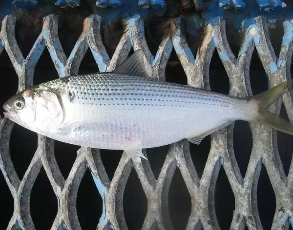 「コノシロってどんな魚なの？特徴やシーバスとの関係を知りたい」の画像