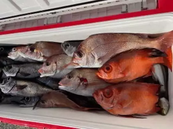 【釣果速報】千葉県新栄丸でクロムツGET！メダイ・アジ・スミヤキなどゲストも多種多様！充実の釣行をお約束します！