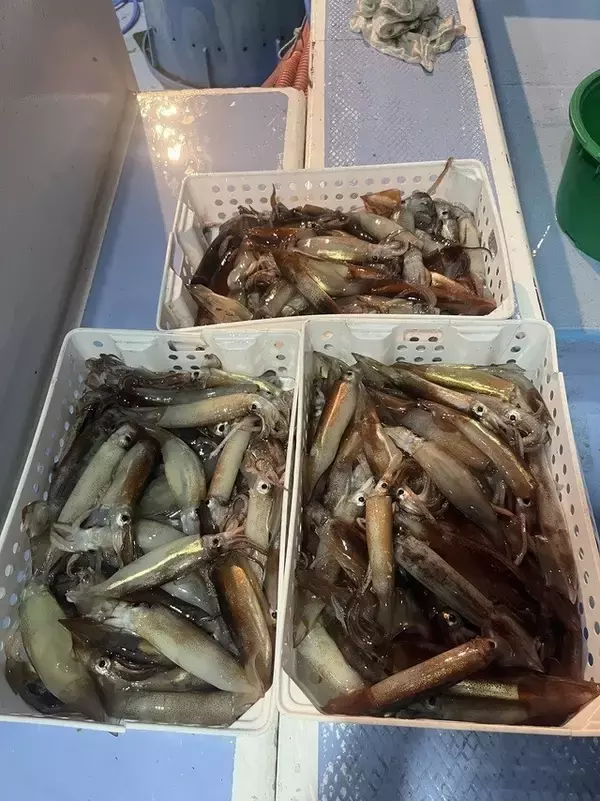 「【釣果速報】マルイカタックルで竿頭120匹ゲット！茨城県幸栄丸に乗船してクーラーいっぱいのお土産を確保しよう！」の画像